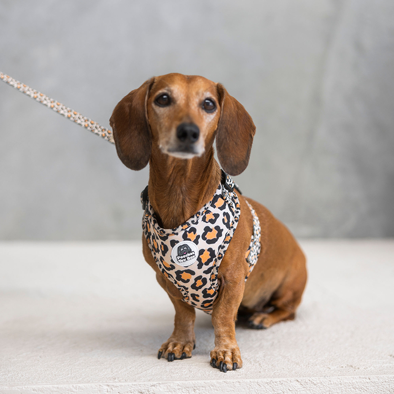 Leopard - Harness