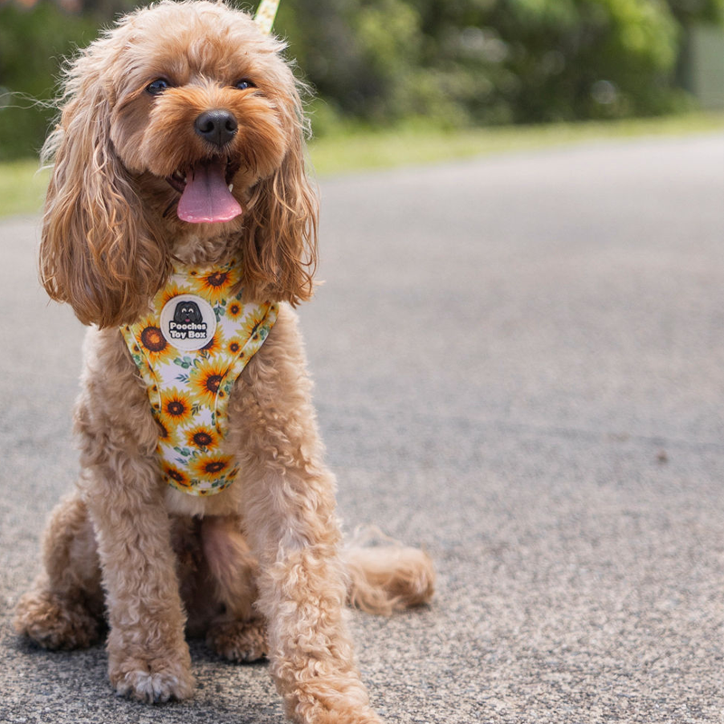 Sunflowers - Walkies Set